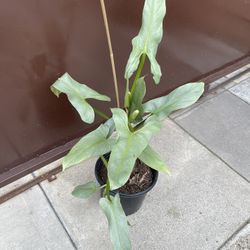 8” silver sword philodendron 