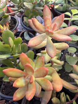 Succulents Plants 4”pot 