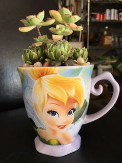 Real live succulents make great gifts