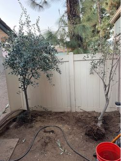 Olive trees 🌳 🌳
