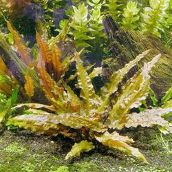 Aquarium Plants $5 Each 