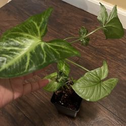 Syngonium  Plant