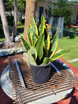 $12 sanseviera plant
