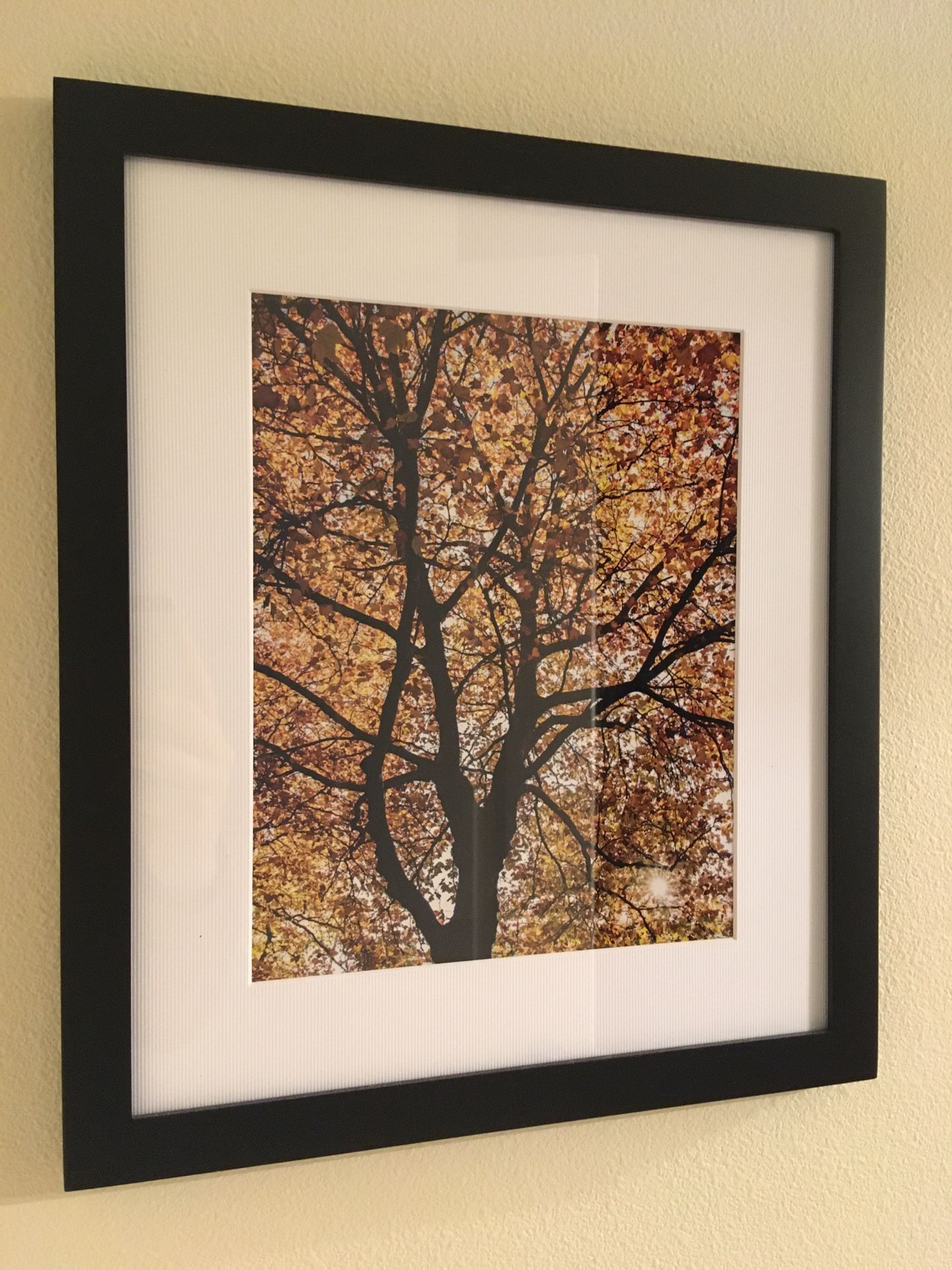 Framed Fall Colors Tree Photo 8” x 10”