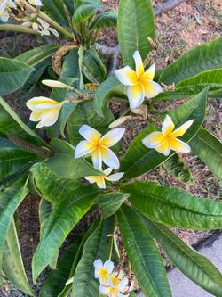 Plumeria Plant with White Yellow Blooms Free