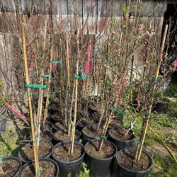 Yellow Nectarines Trees / Arboles de Nectarine Amarillos $45.00 Each