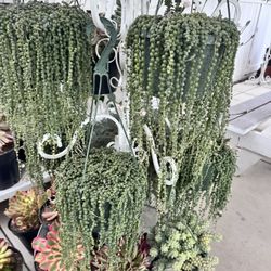String Of Pearls  $18 Each 