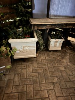 Plants And Pots For Sale