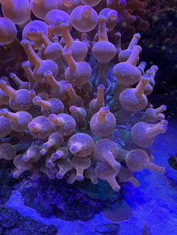 Fake anemone ornamental