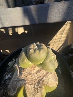 Lw triple head graft