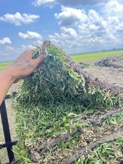 Grass For Sale / sacate