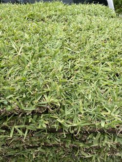 🦎Sod St Agustine Pieces 3.50