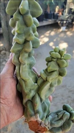Various Yatotem Cacti