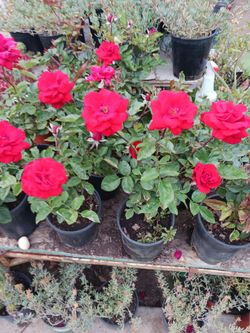 Rosas