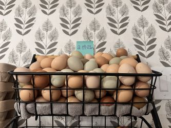 Fresh Eggs