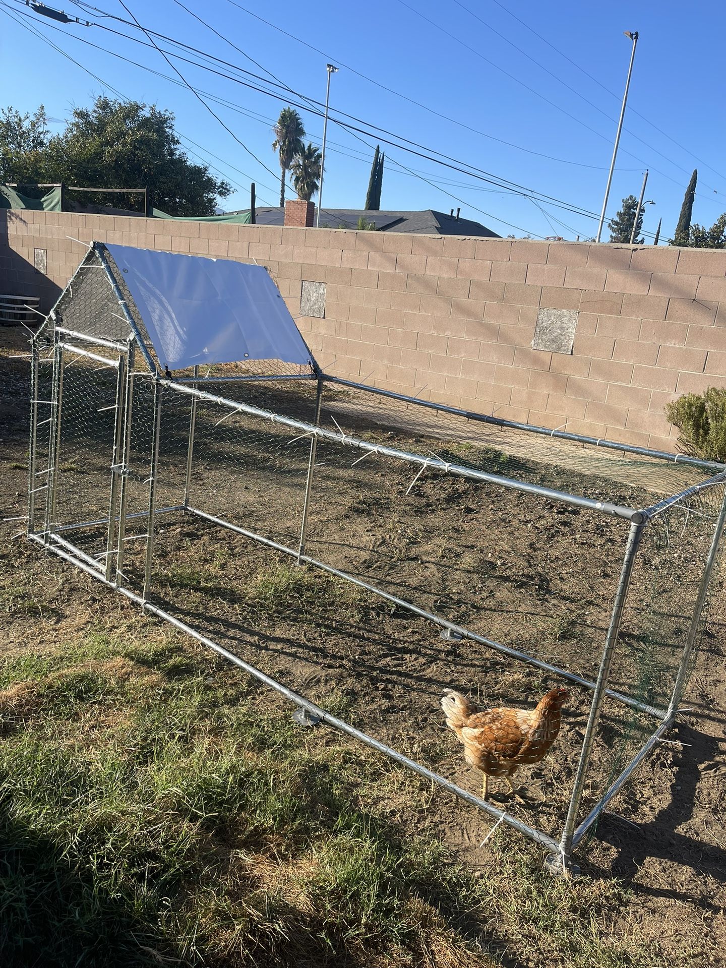 chicken run