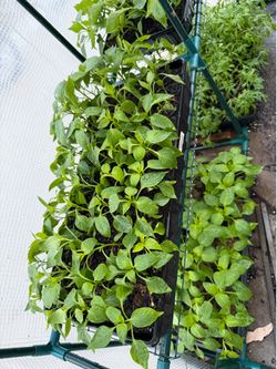 Peppers ready to plant