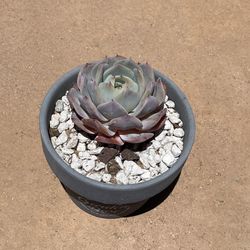 Echeveria Shu qi Succulent