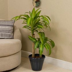 Cane Plants 🪴 House Plant On Sale 