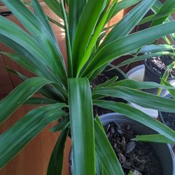 Yucca Plant $15-$20-$25 Huge $35