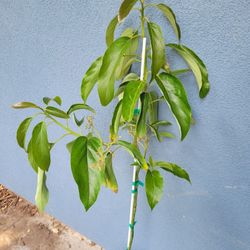 Reed AVOCADO TREE