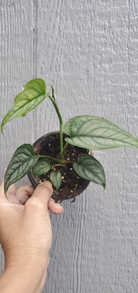 Monstera Siltepecana (Monstera Silver)