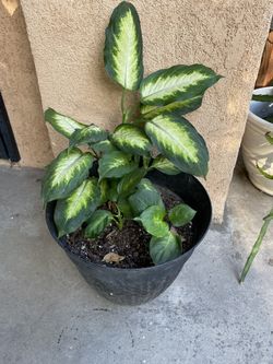 Dumbcane Plant 