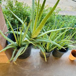ALOE VERA PLANTS MEDICINAL SABILA GRANDE HOJA GRUESA 