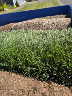 Fresh Cut Grass Sod Rolls 9-8-26