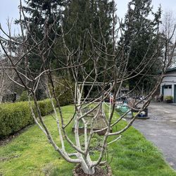 Free Brown Turkey Fig Cuttings 