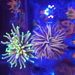 Saltwater Reef Tank Decoratios