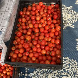 Tomatos