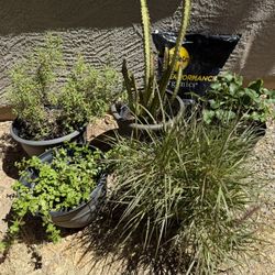 5 Large Resin Planter Pots + New Bag of Potting Soil