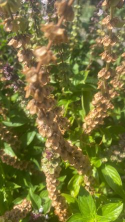Organic thi basil