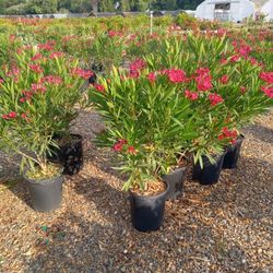 Red Oleander Plant In 5 Gal 