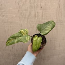 4” Variegated Philodendron Bippenifolium (second Pic Is The Mama Plant NFS)