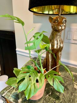 Monstera House Plant