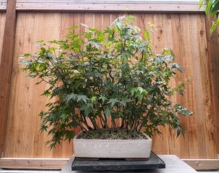 Japanese maple forest bonsai