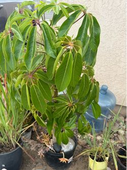 Plants for Sale