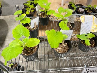 Squash Plant Starts