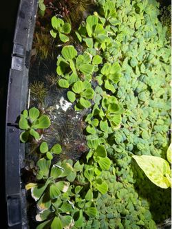 Water lettuce