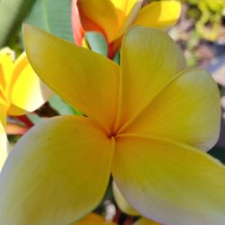 Plumerias Plant Bluming Azteca Woold