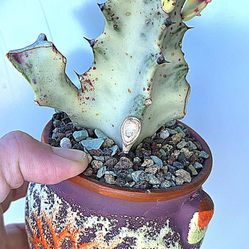 RARE! Potted Euphorbia Lactea Variegata Aka Ghost Cactus 