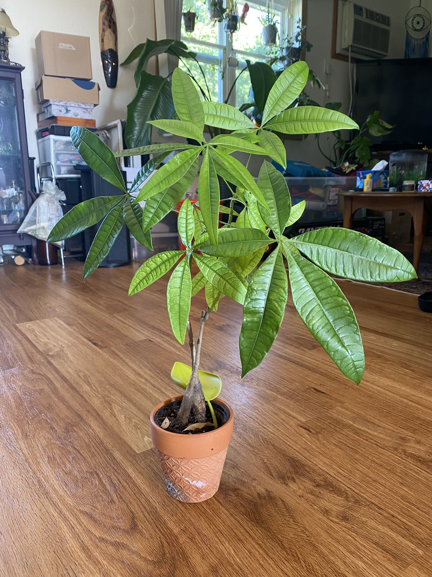 Money Tree
