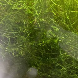 Aquarium Java Moss 