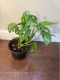 Monstera Adansonii