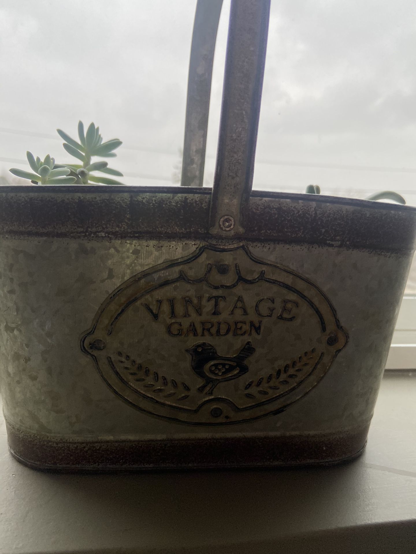 Vintage Succulent Bucket