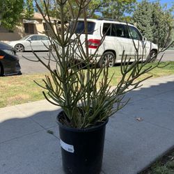Fire stick Plant, 3 Feet Tall