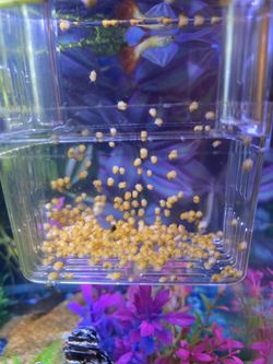 Mystery Snail Babys For Free