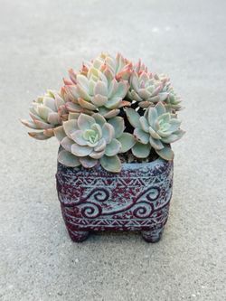 Succulents plants 🪴 (Echeveria 'Silk Veil')